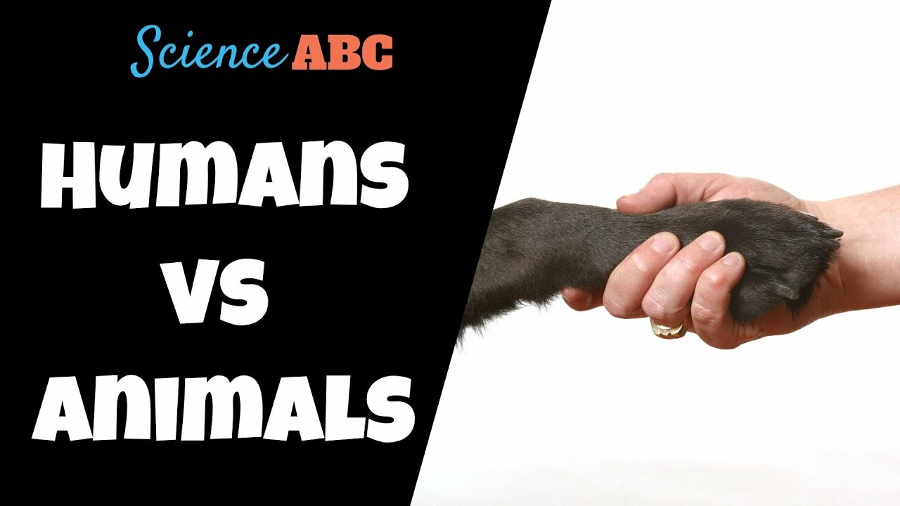 What Separates Humans From Animals?